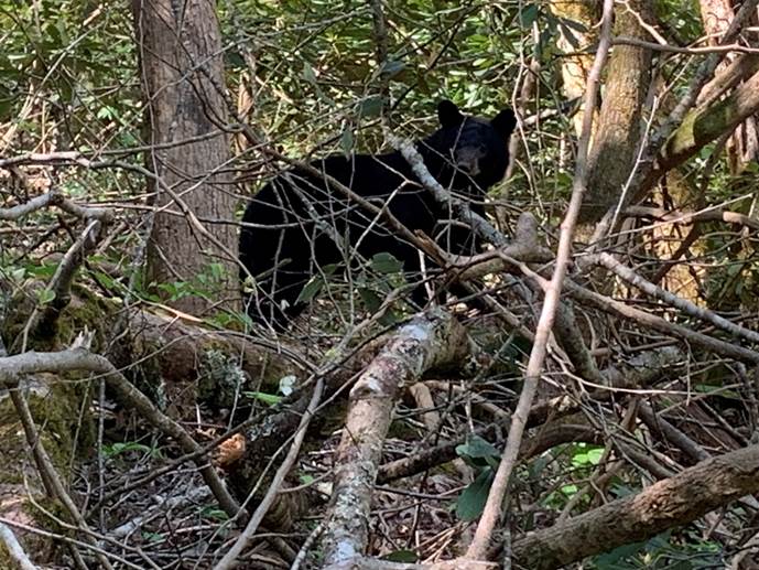 A black bear in the woods

Description automatically generated with medium confidence